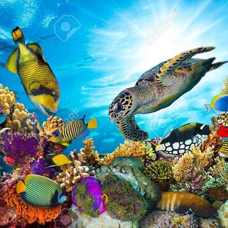 L'Ocean Bleu Des Anses Lägenhet Fond Fleury Exteriör bild